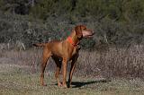 VIZSLA poil court 200